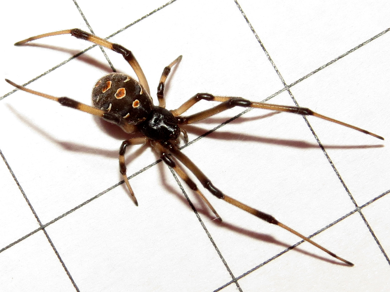 Latrodectus geometricus [1/2]