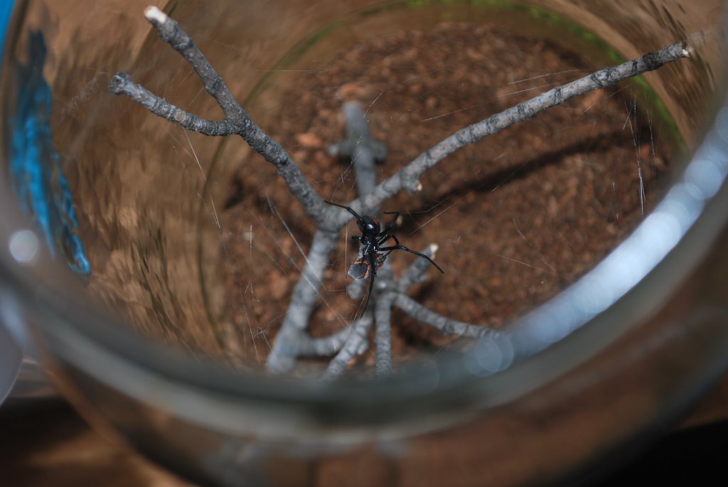 Latrodectus hesperus Feeding