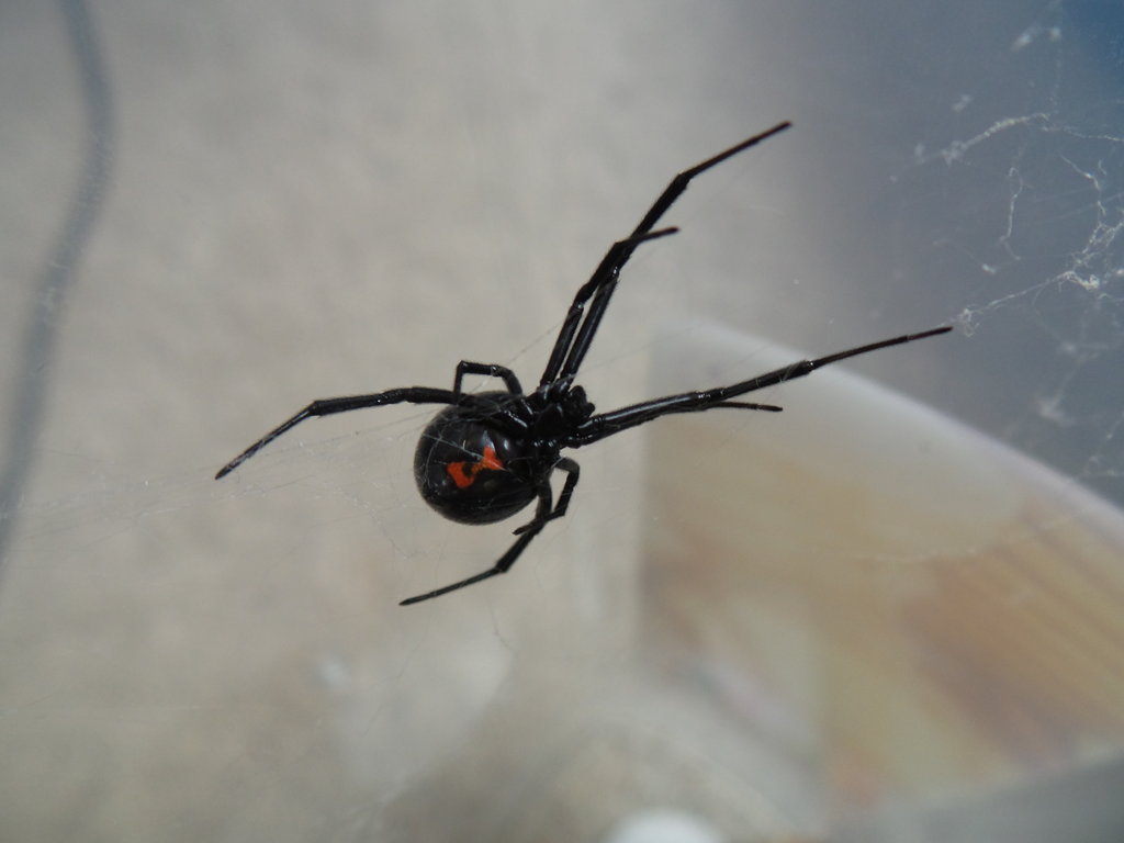 Latrodectus hesperus