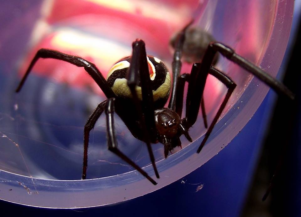 Latrodectus hesperus