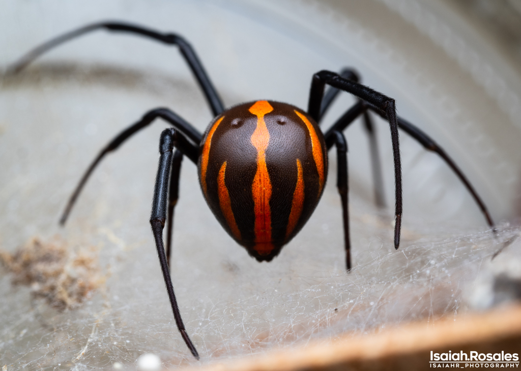 Latrodectus mactans "Mexico"