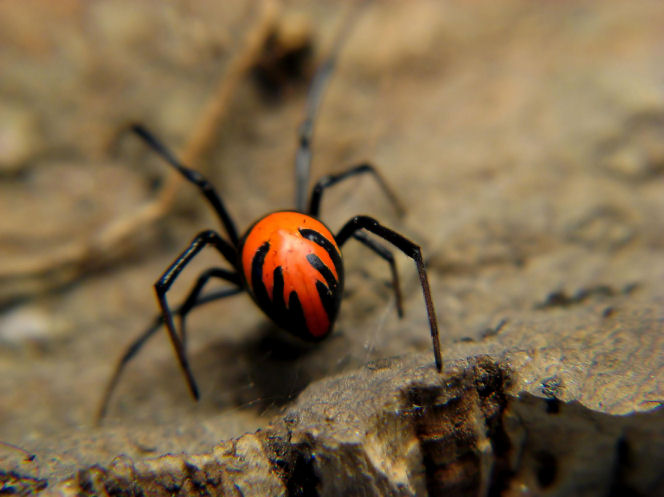 Latrodectus spec. Laos (female)