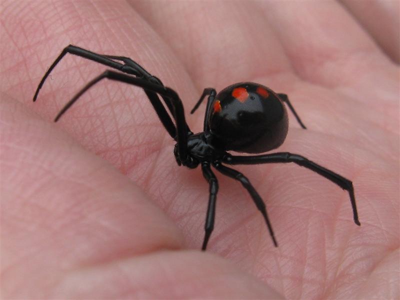 Latrodectus Variolus Northern Black Widow Female "Lefty"