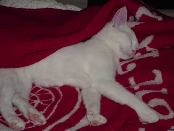Lazy Lily Kitten