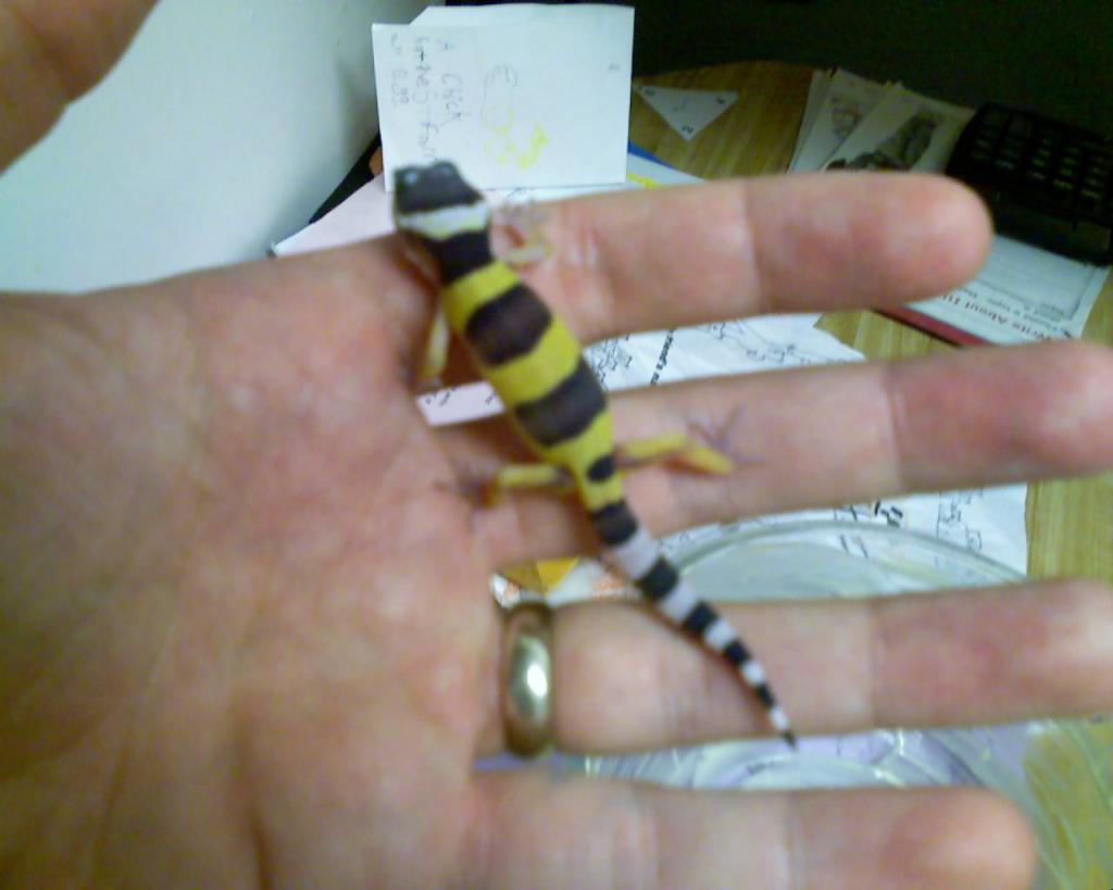 Leopard gecko baby