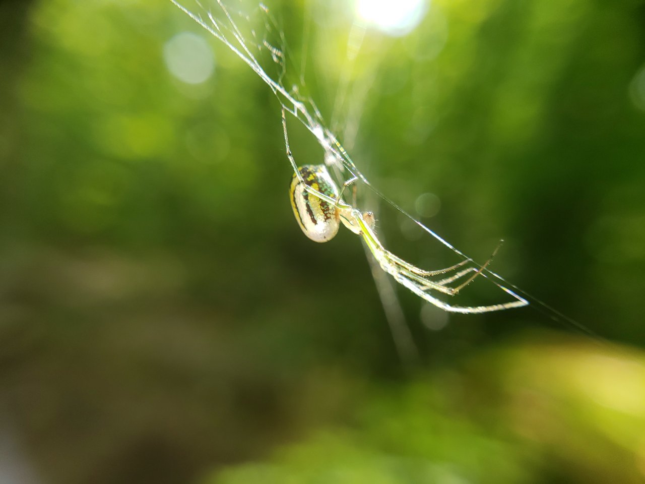 Leucauge venusta 2