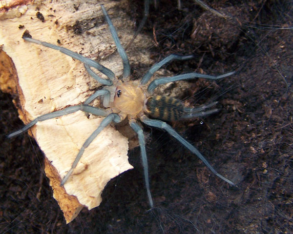 Linothele sp. bolivia