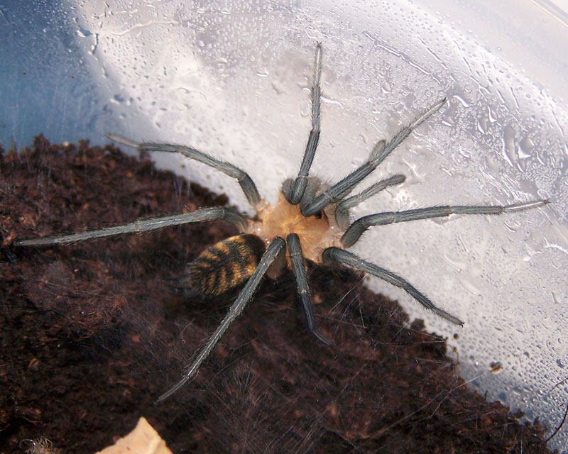 Linothele sp. bolivia