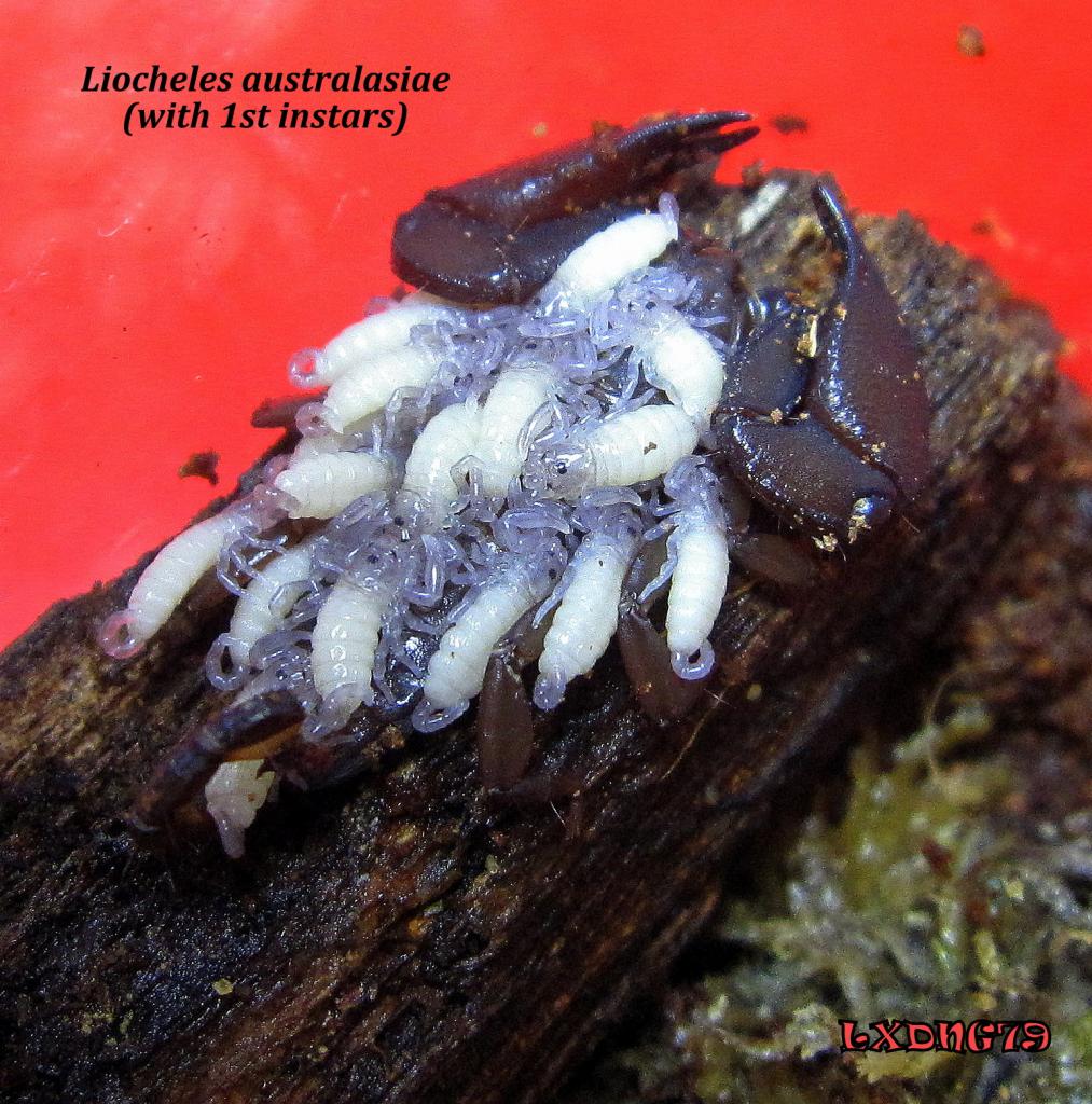 Liocheles australasiae