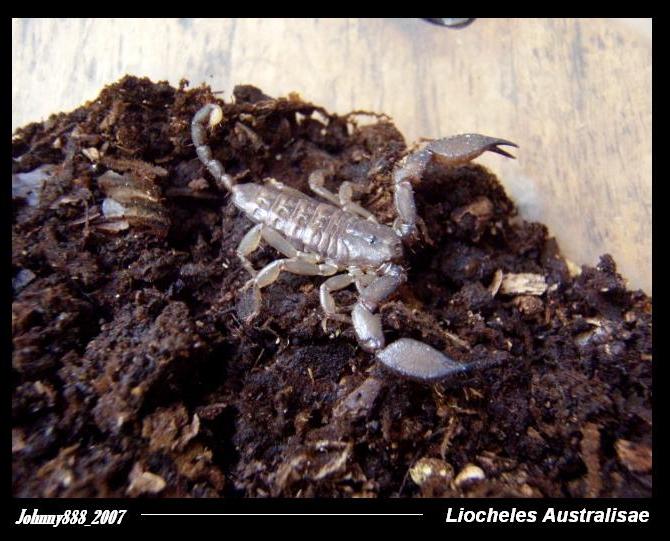 Liocheles Australisae