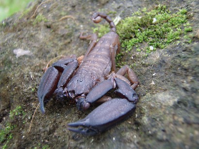 Liocheles waigiensis