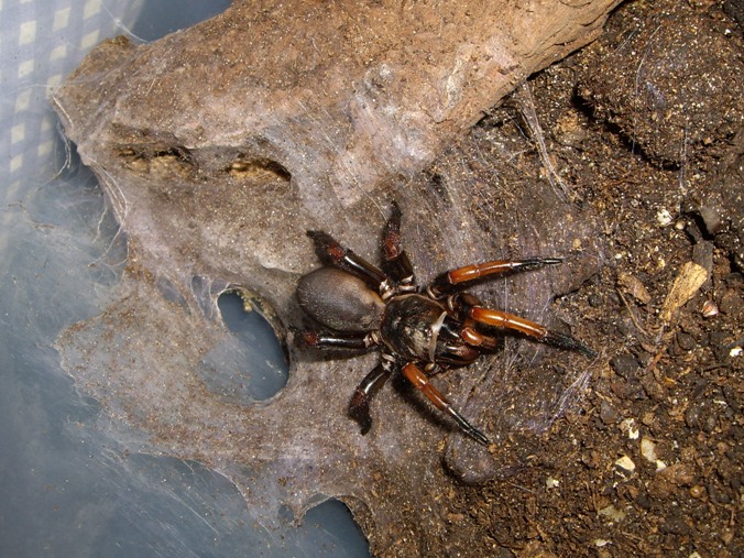 Liphistius sp. ( trapdoorspider )