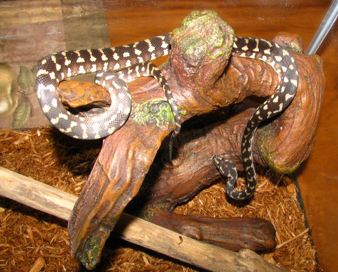 Little Irian jaya carpet python hanging out