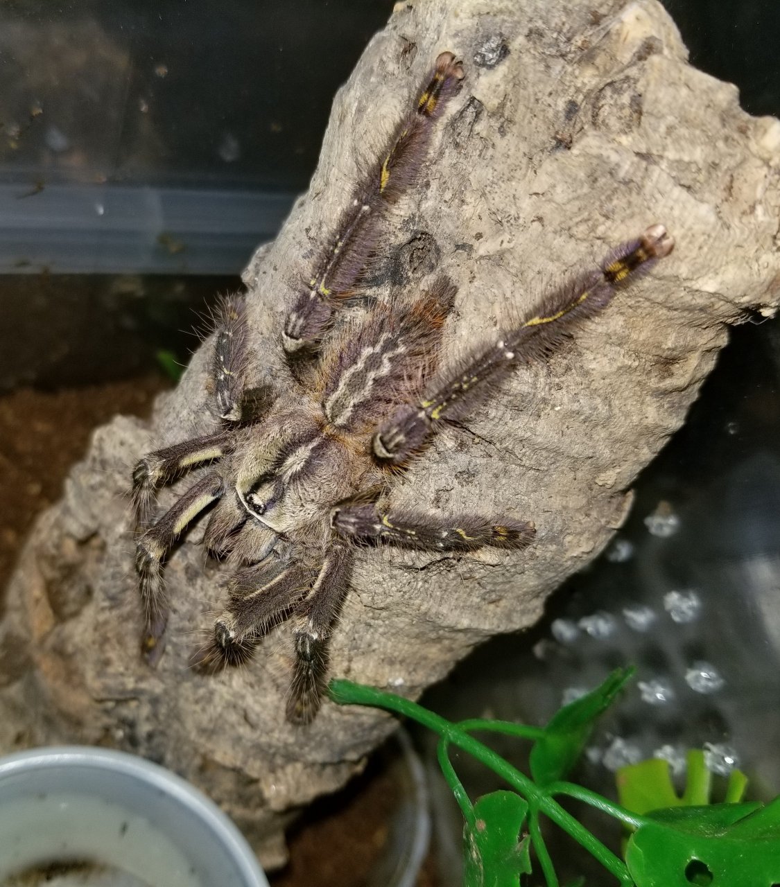 Little Ornata