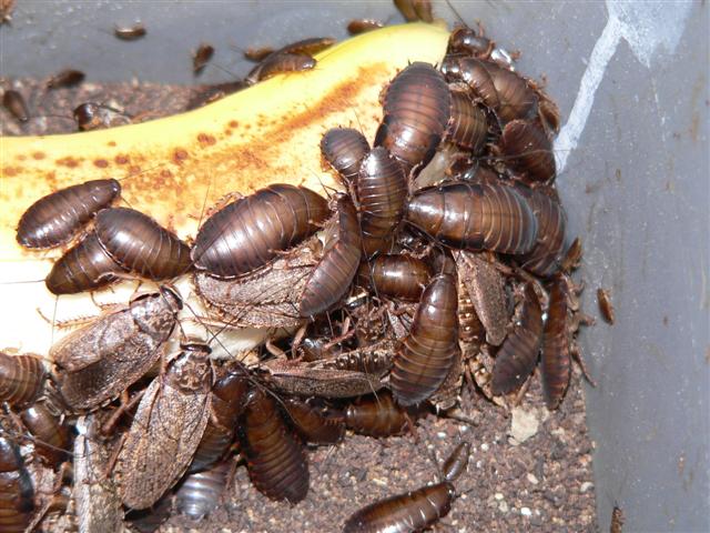 Lobster Roaches feasting on Banana