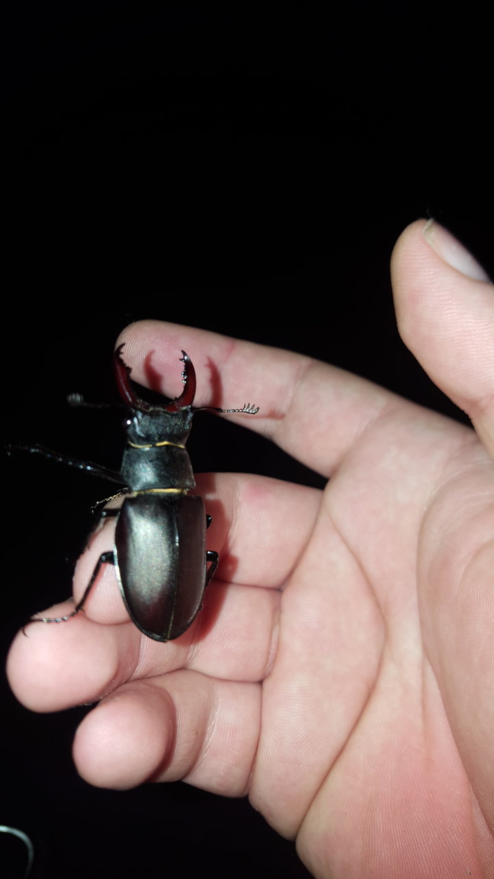 Lucanus cervus