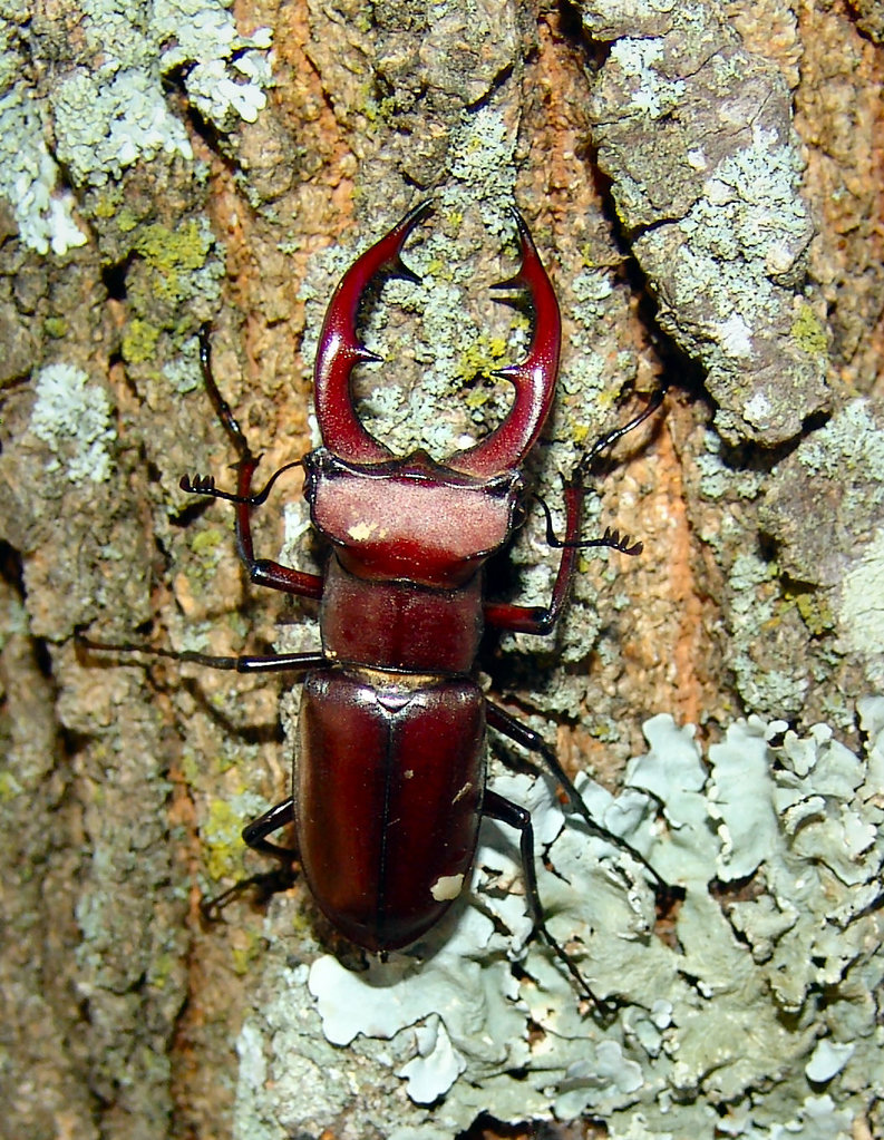 Lucanus  elaphus