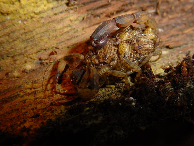 Lychas mucronatus