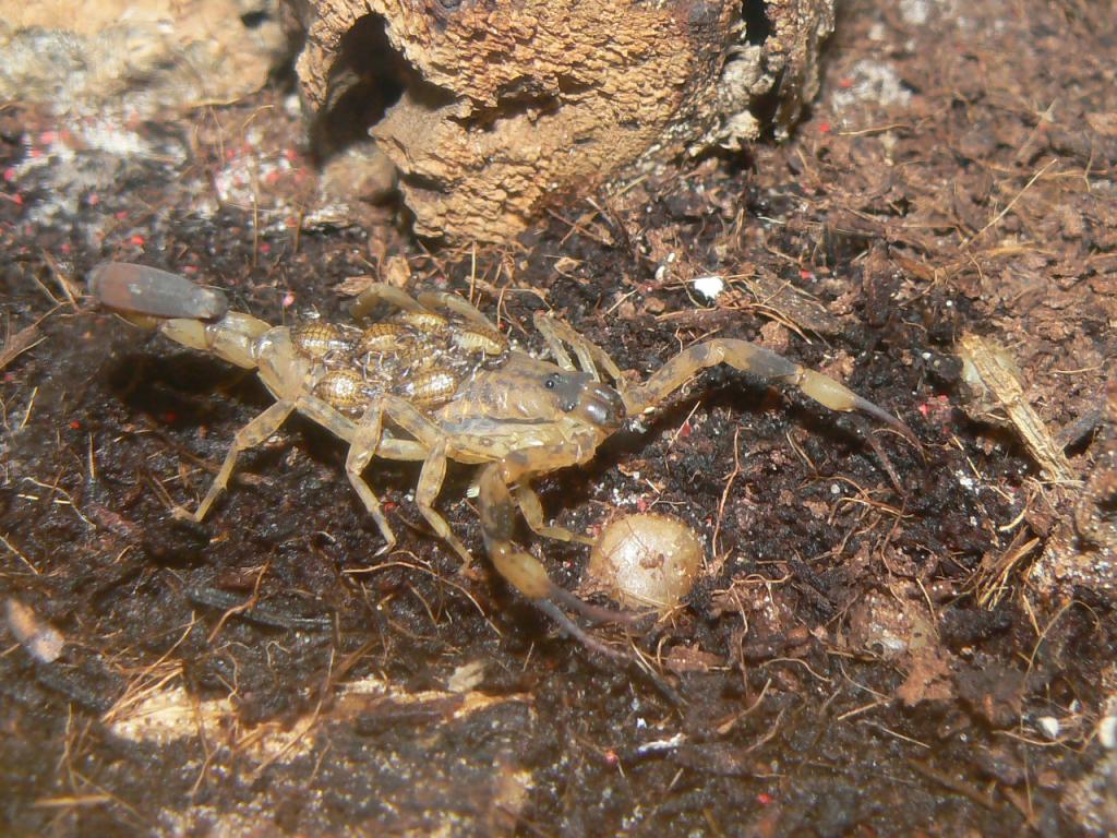 Lychus mucronatus young