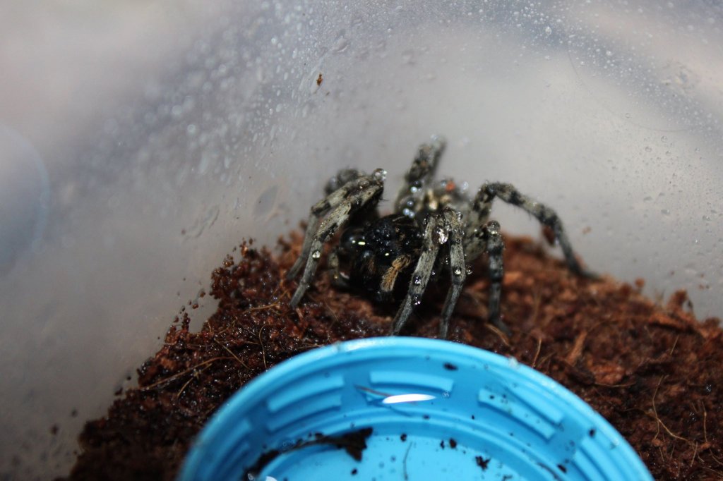 Lycosa singoriensis female