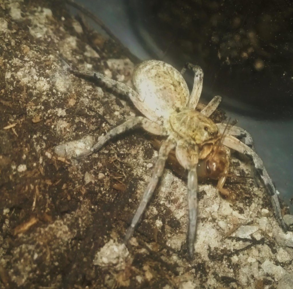 Lycosa tarantula