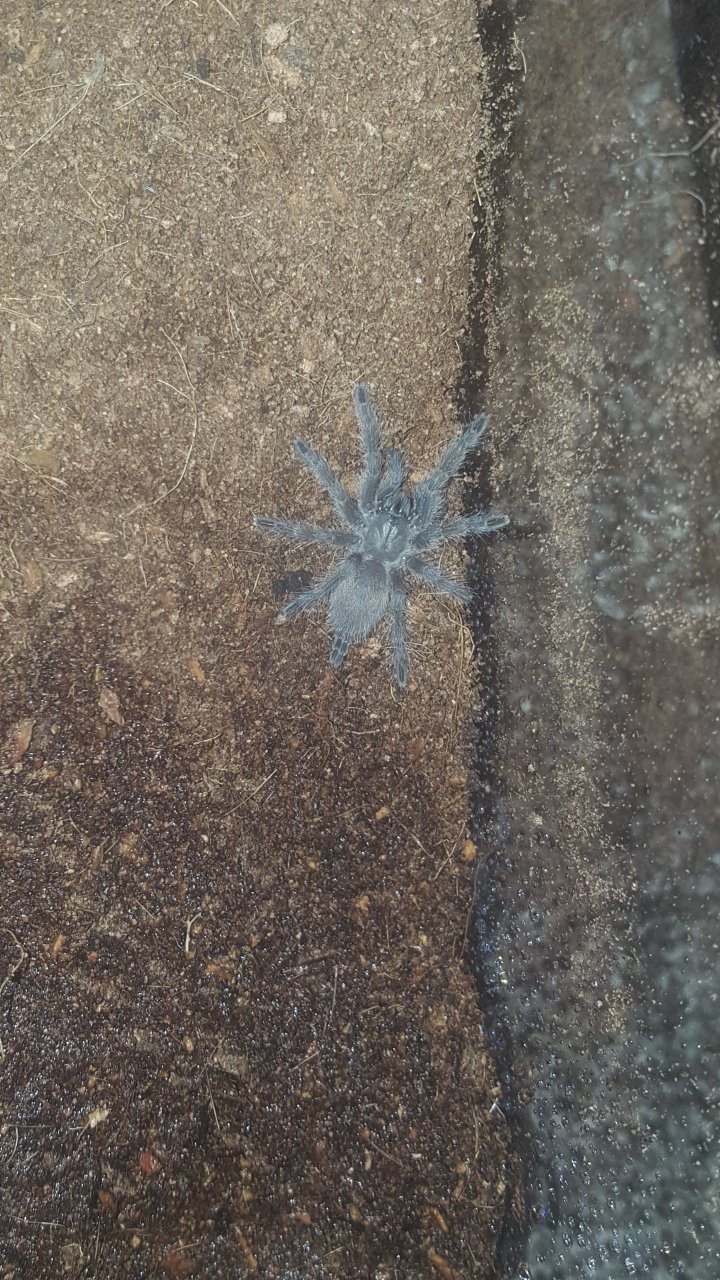 M. Balfouri 1"