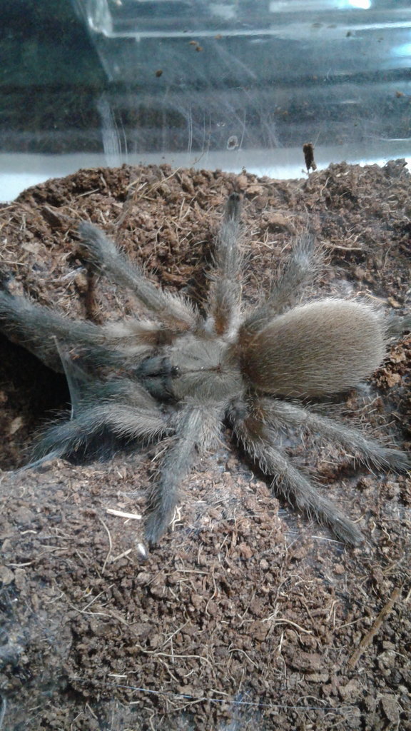 M. balfouri juvenile