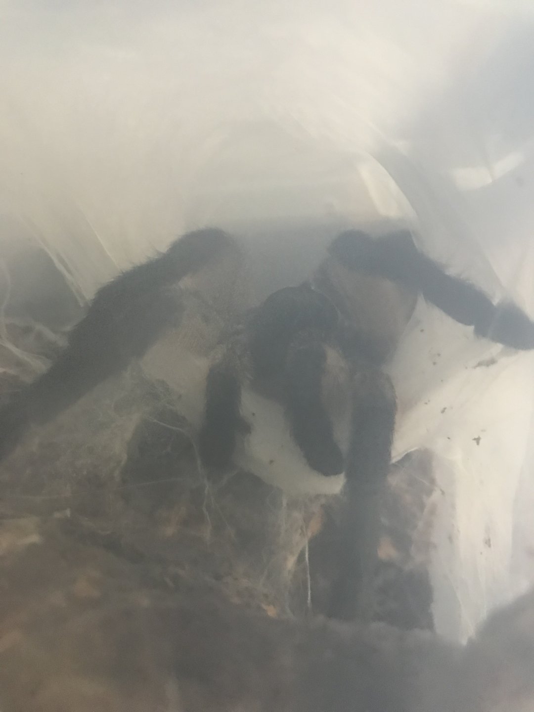 M. balfouri sac after 4 weeks