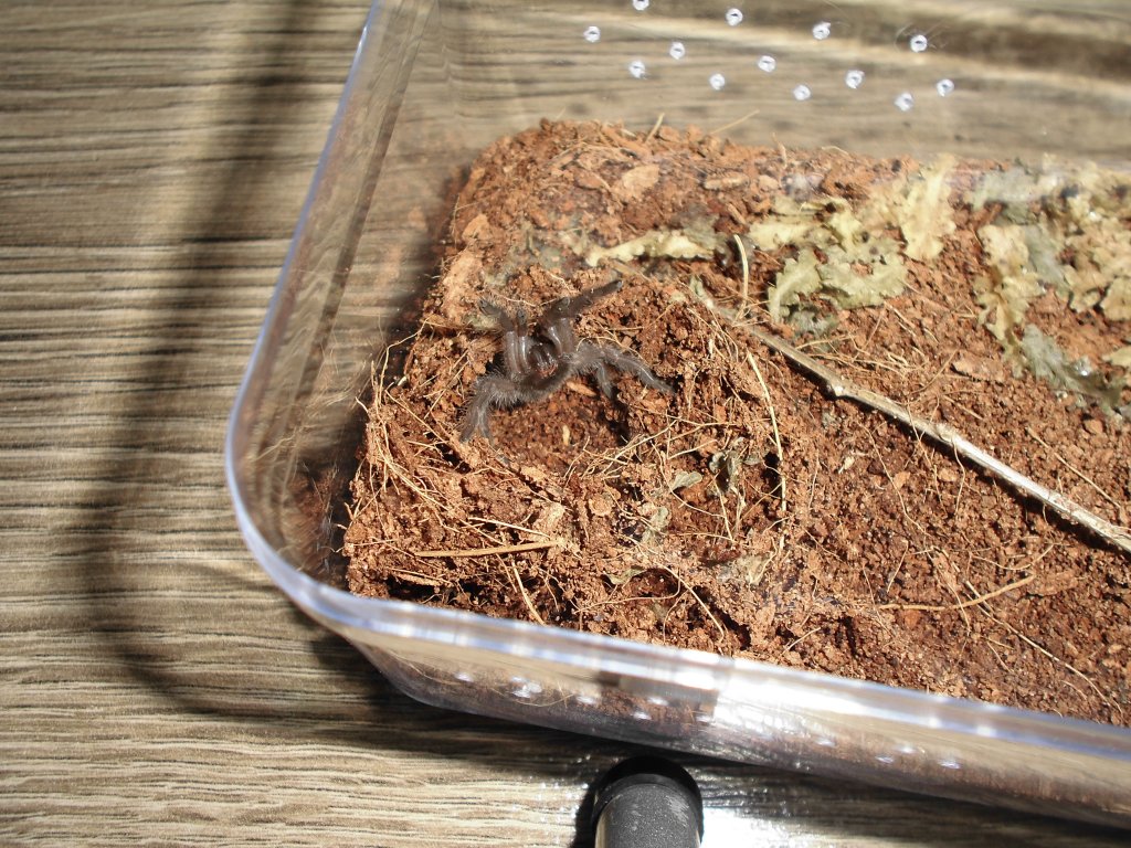 M.balfouri sling attempt of feed = Threat posture.