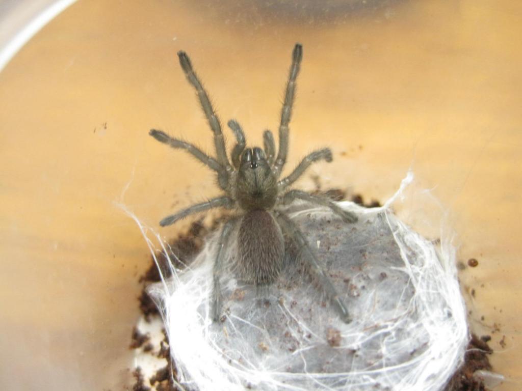 M.balfouri Sling