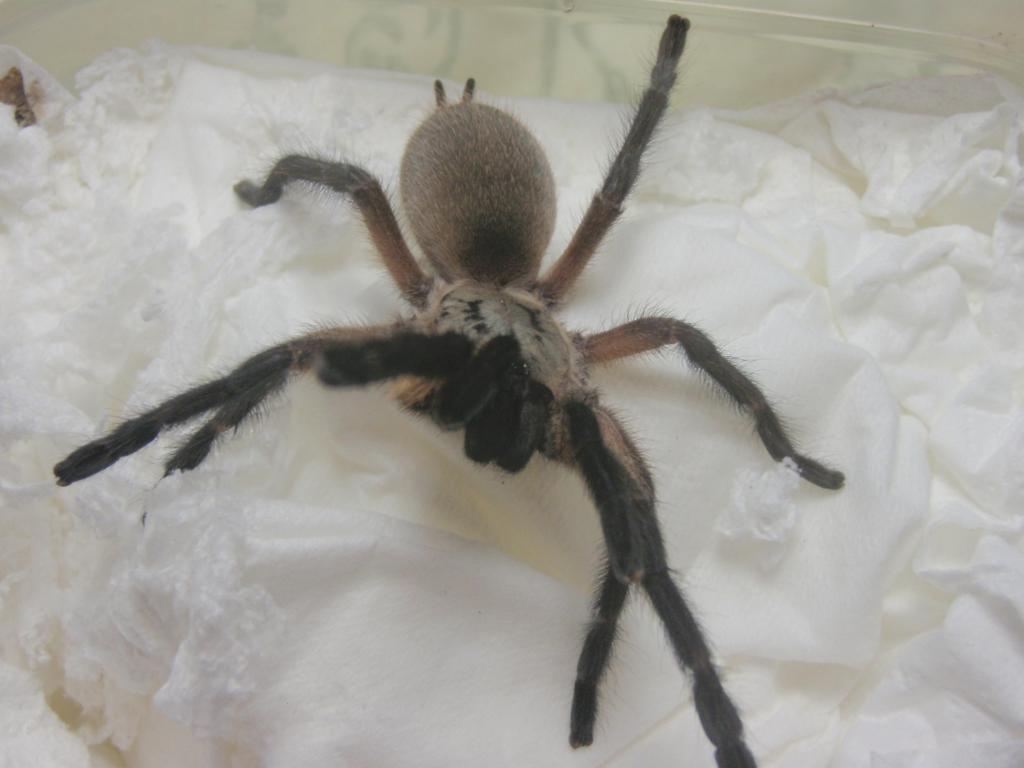 M. Balfouri