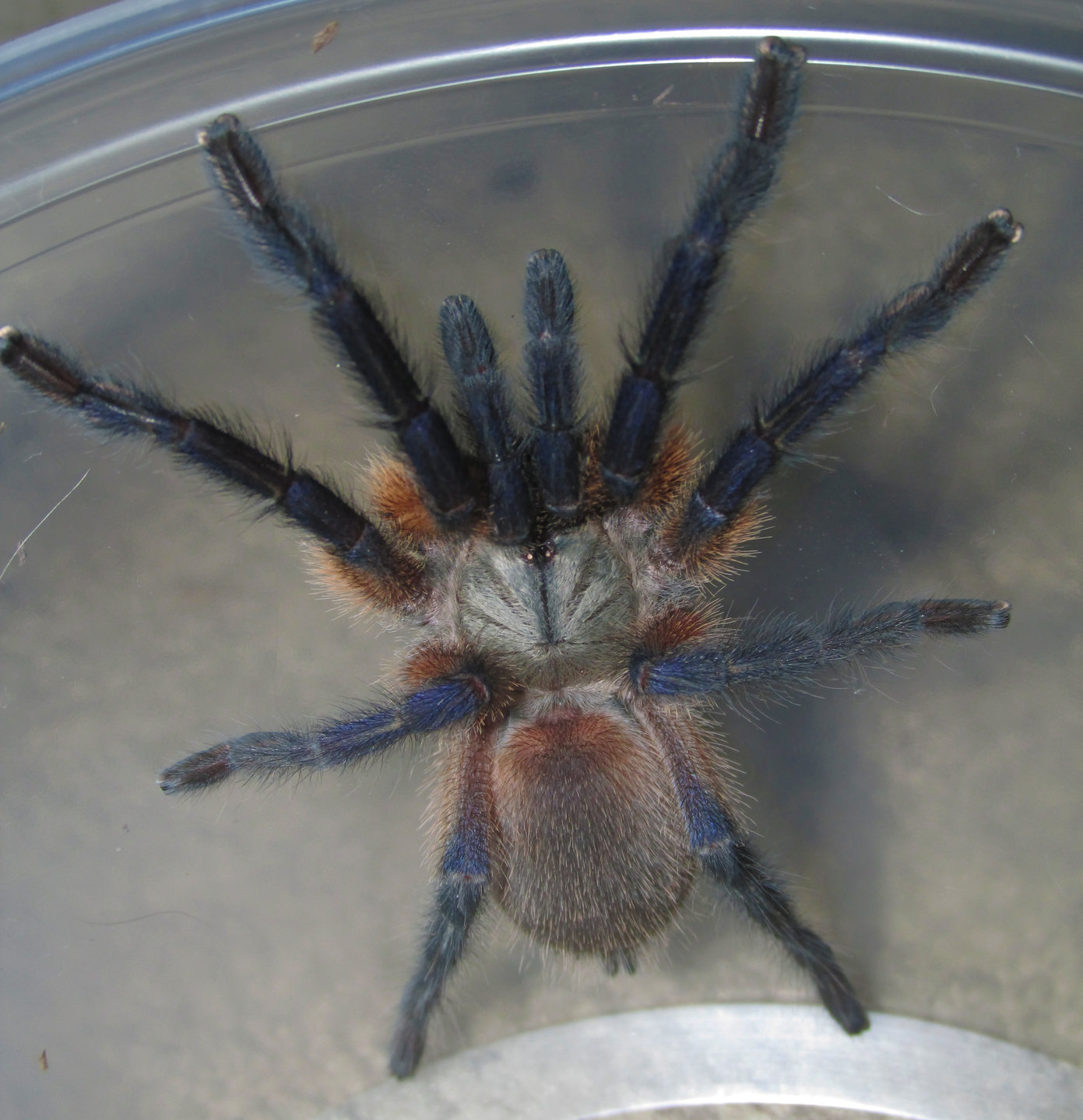 M. balfouri