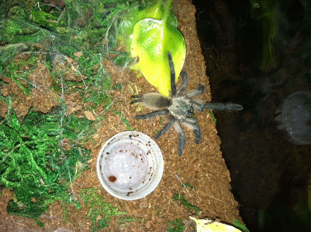 M. balfouri