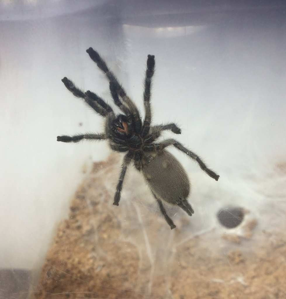 M. Balfouri