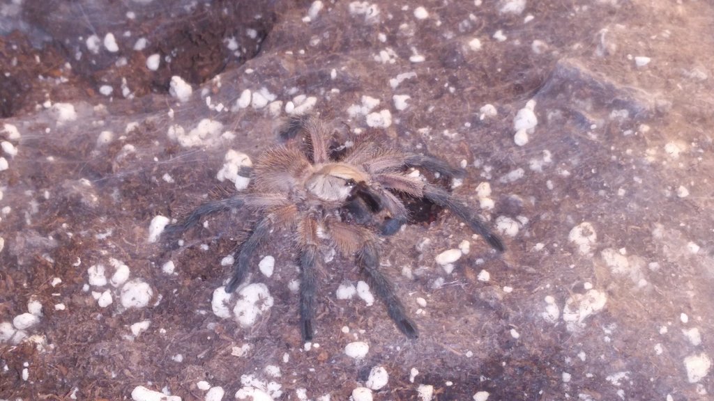 M. balfouri