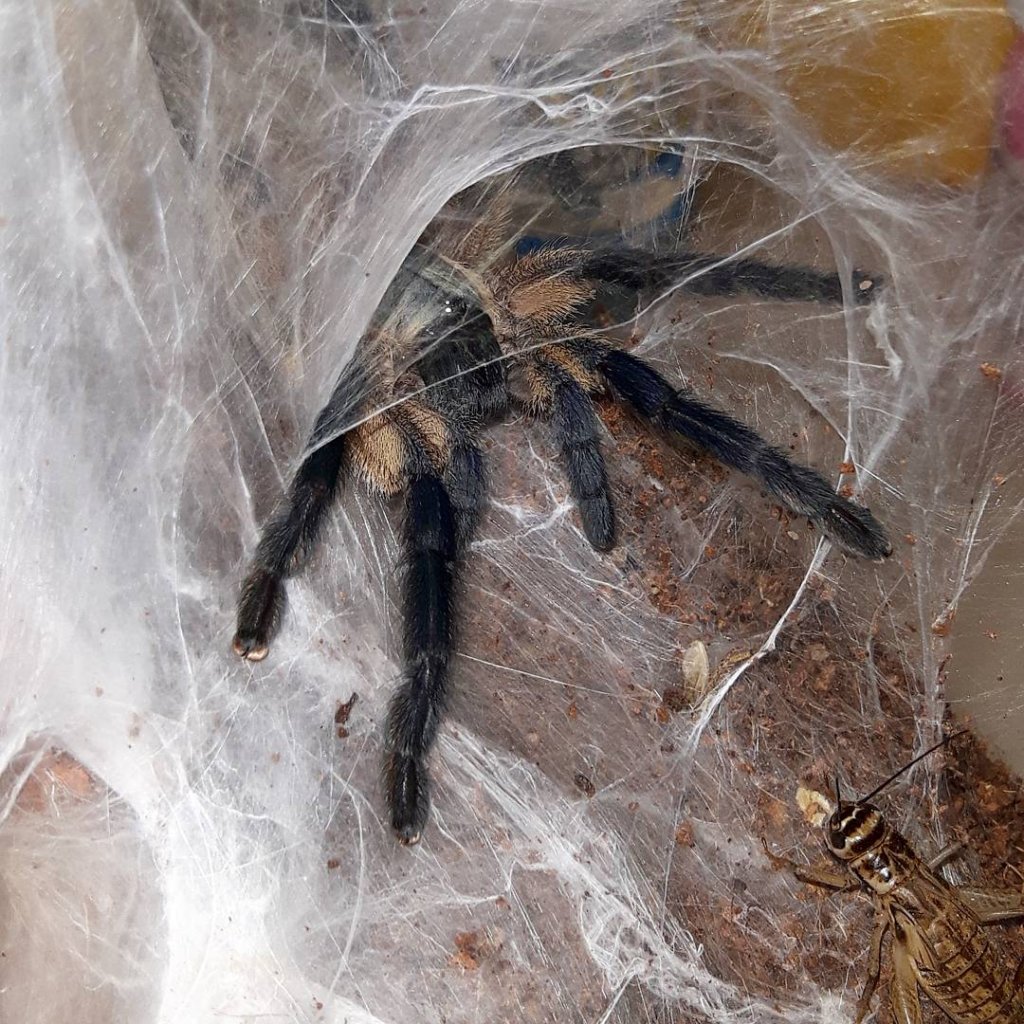 M.balfouri