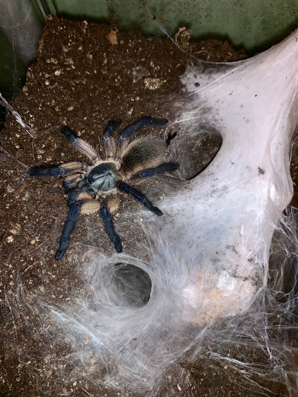 M. Balfouri