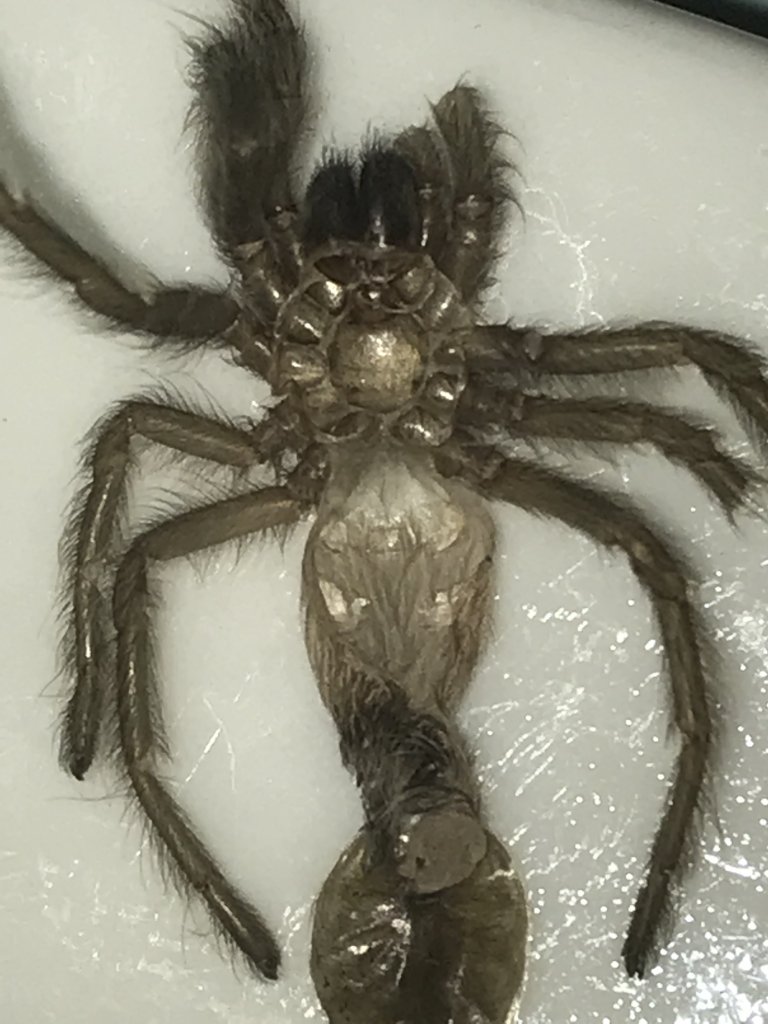 M.balfouri