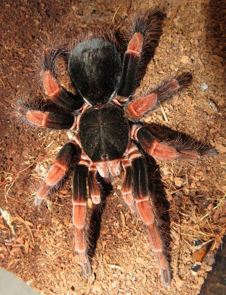 M. mesomelas, MM