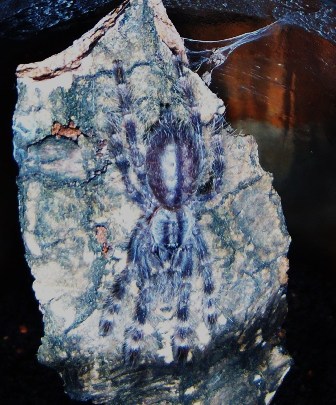 "Magua" P. regalis