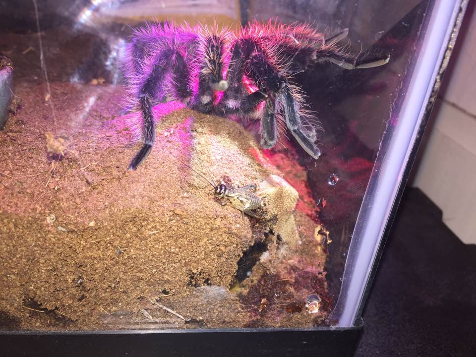 Male Brachypelma Albopilosum