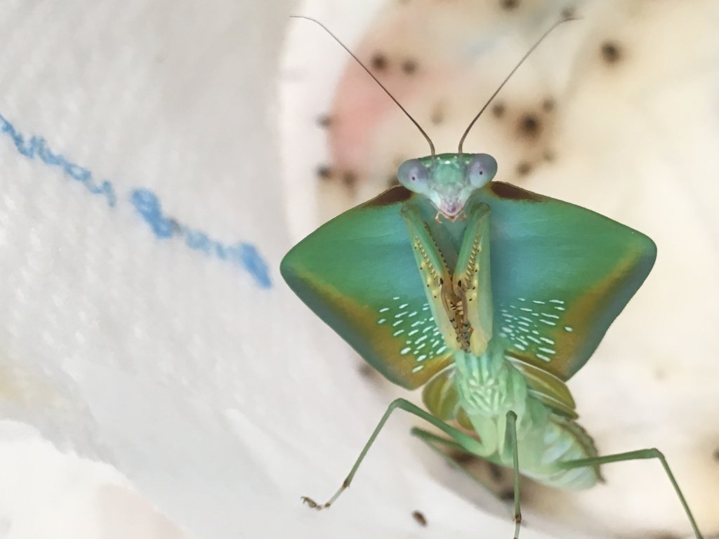 Male Choeradodis rhomboidea