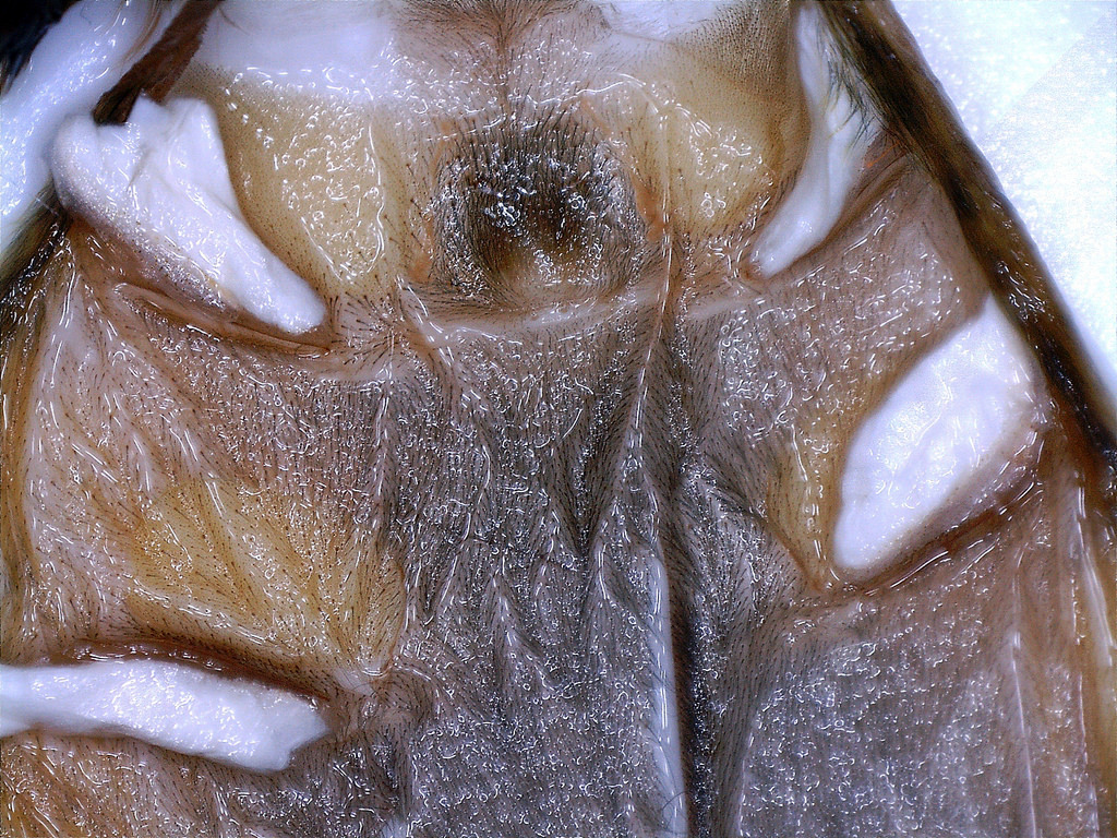 Male H.pulchripes