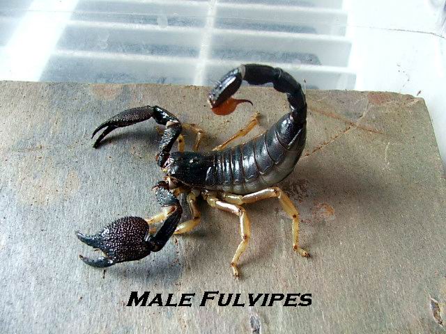 Male Heterometrus Fulvipes