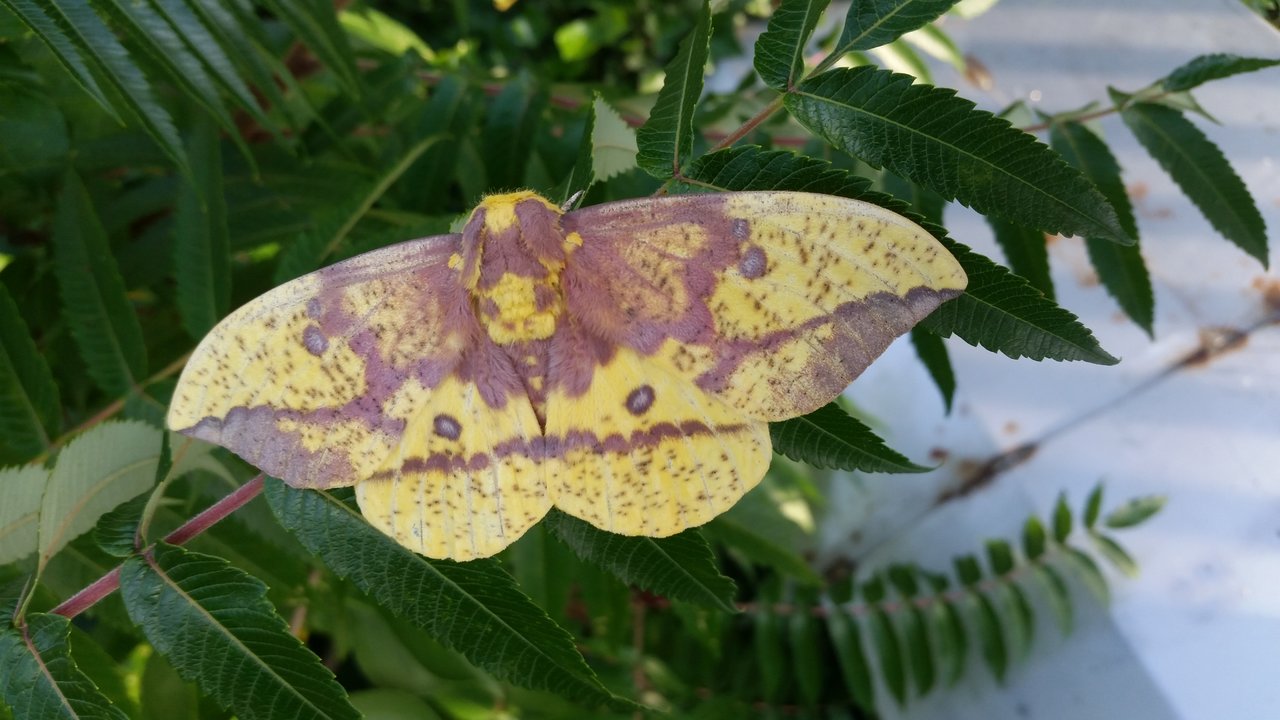 Male Imperial Moth