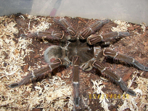 male matured dec 2010