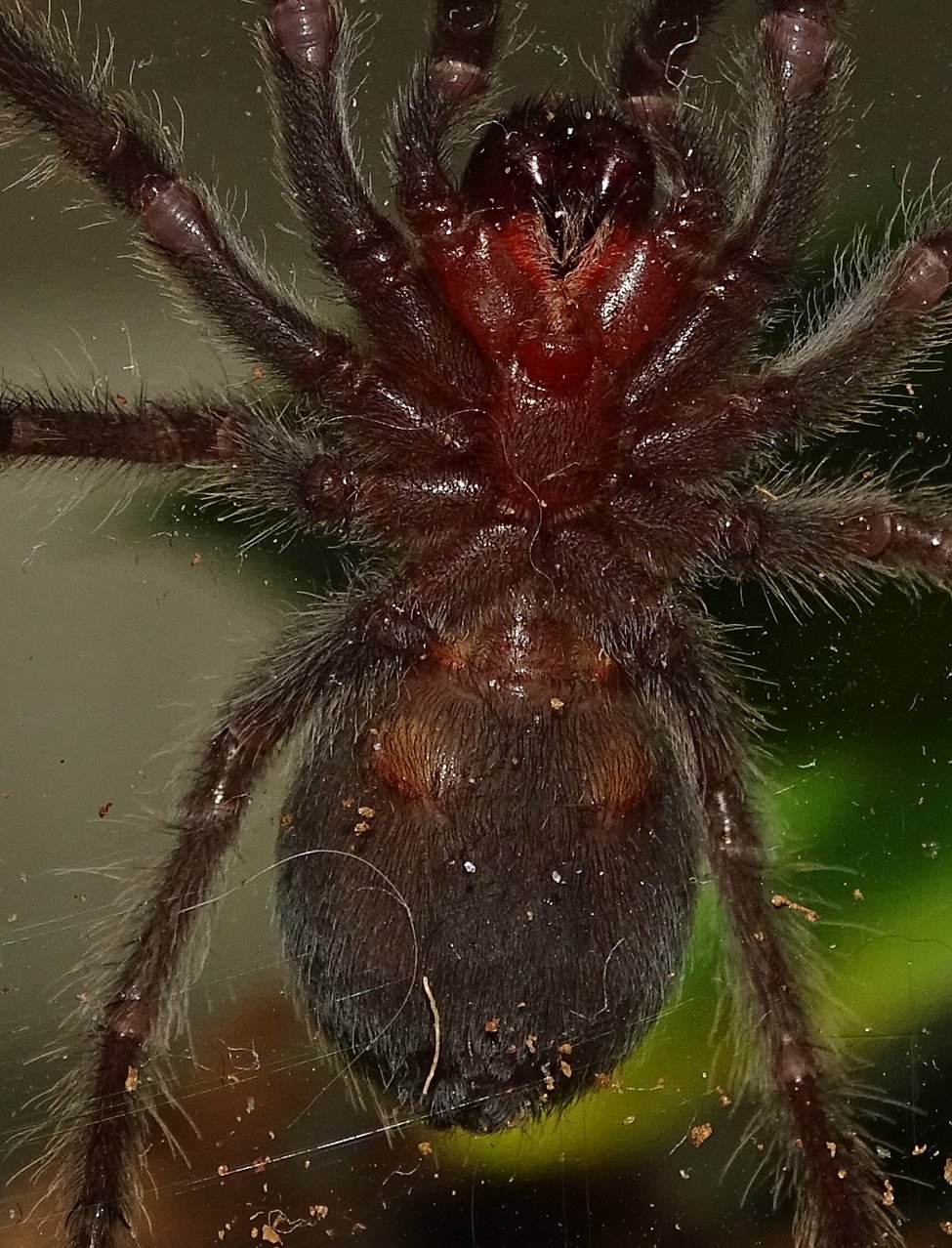 Male or female? 2" G. pulchra