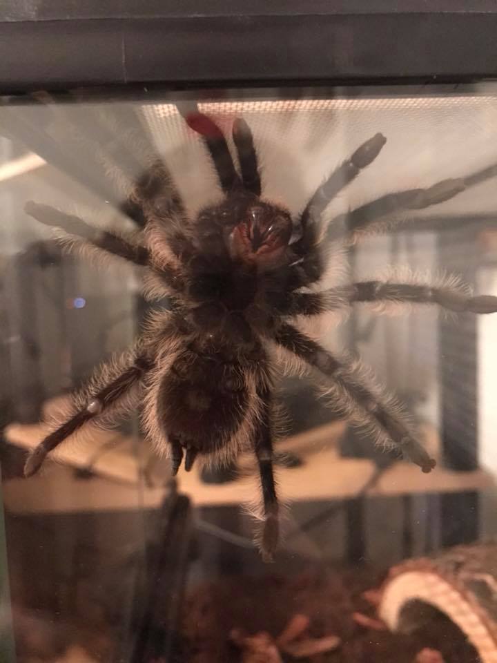 MALE OR FEMALE CURLY HAIR TARANTULA? AND AGE GUESS PLEASE