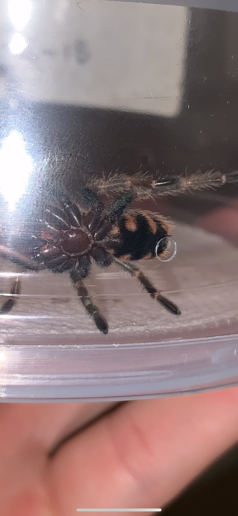 Male or Female GBB sling