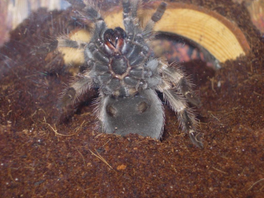 Male or female Mex Red knee,